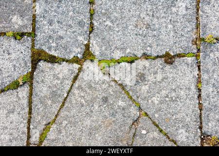 Nahaufnahme mit mehreren gebrochenen Betonplatten und Moosen, Gräsern und anderen Pflanzen, die die Risse nutzen und wachsen. Stockfoto