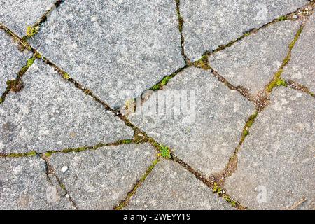 Nahaufnahme mit mehreren gebrochenen Betonplatten und Moosen, Gräsern und anderen Pflanzen, die die Risse nutzen und wachsen. Stockfoto