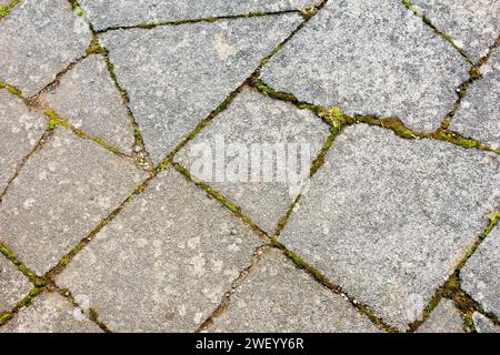 Nahaufnahme mit mehreren gebrochenen Betonplatten und Moosen, Gräsern und anderen Pflanzen, die die Risse nutzen und wachsen. Stockfoto