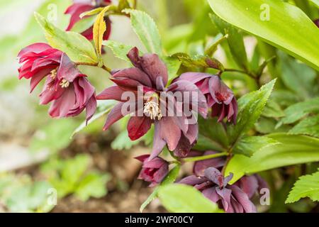 Helleborus orientalis Double Ellen Red Stockfoto