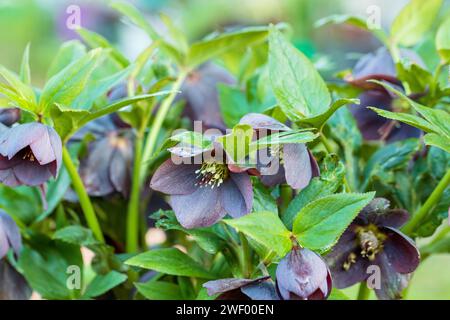 Helleborus orientalis Pretty Ellen Purple blüht im Frühling Stockfoto