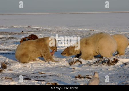 Eisbären, Ursus maritimus, Untererwachsener mit Fleisch und Sau mit Jungtieren, die versuchen, es zu fangen, 1002 Küstenebene des Arctic National Wildlife Refuge, Alaska Stockfoto