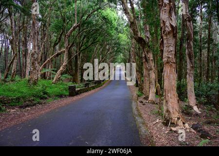 Straße und Brücke bei Alexandra Falls im Black River Gorges National Park Forest auf Mauritius mit Eukalyptusbäumen Stockfoto