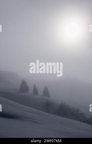 Die Sonne scheint im Winter durch dicken Nebel über einer hügeligen Landschaft mit Kiefern oberhalb des Passes Rolle. San Martino di Castrozza Trentino-Alto A Stockfoto