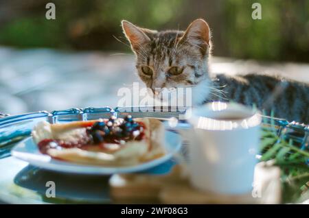 Brunch Dieb: Katze, die Essen auf Silberplatte ansieht Stockfoto