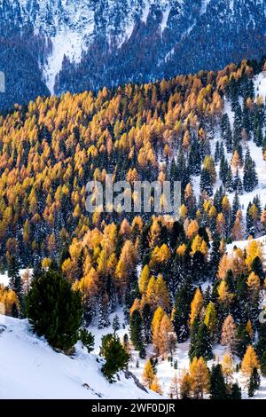 Kiefern und gelbe Lärchen wachsen im Winter an den hügeligen Hängen des Passes Sella, Bergkämme der Dolomiten in der Ferne. Canazei Trentino-Alt Stockfoto