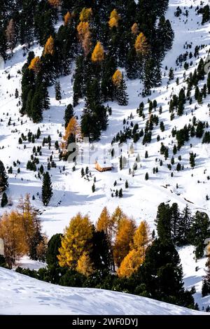 Blick aus der Vogelperspektive auf Kiefern und gelbe Lärchen, die an den hügeligen Hängen des Passes Sella wachsen, ein einsames Holzhaus unter ihnen, im Winter. Canazei Trentino-Al Stockfoto