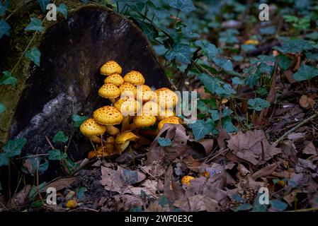 Cluster der Goldenen Pholiota ( Pholiota aurivella). Pilze wachsen auf einem toten Baum Stockfoto