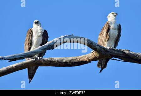 Zwei Osprey (Pandion haliaetus), auch Seefahrer, Fluss-Falke oder Fischfalke genannt, in einem Baum mit blauem Himmel im Hintergrund. San Pedro, Belize. Stockfoto