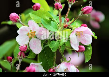 Rosafarbene Kirschblüten am Zweig bei Regen Stockfoto