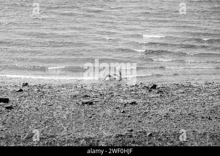 Schwarz-weiß zeigt die Details besser. Stockfoto