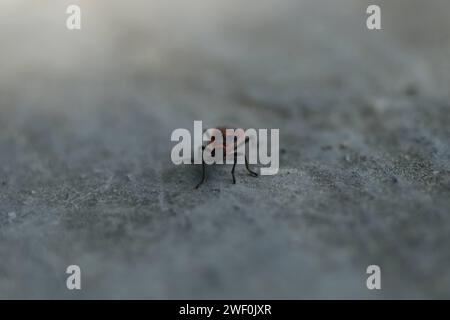 Roter Schild auf Betonhintergrund. Makroaufnahme eines roten Käfers. Stockfoto