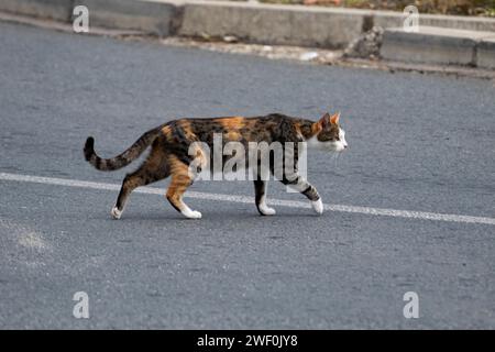 Die Katze überquert die weiße Linie der Straße Stockfoto