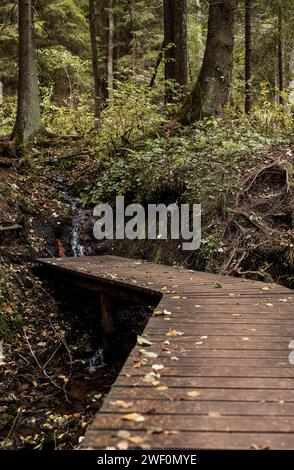Waldweg, Pfad durch wilden grünen Wald, der zum Süßwasserstrom führt Stockfoto