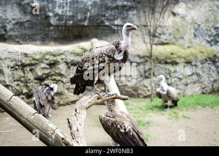 Die Geier von Gefangener Rüppell sind im Naivasha Raptor Centre zu sehen. Das Zentrum ist spezialisiert auf die Rettung und Rehabilitation von Greifvögeln und die Sensibilisierung für die entscheidende Notwendigkeit, diese bedrohten Vögel zu schützen. Stockfoto