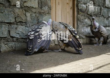 Die Geier von Gefangener Rüppell sind im Naivasha Raptor Centre zu sehen. Das Zentrum ist spezialisiert auf die Rettung und Rehabilitation von Greifvögeln und die Sensibilisierung für die entscheidende Notwendigkeit, diese bedrohten Vögel zu schützen. Stockfoto