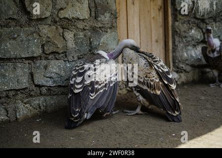 Nakuru, Kenia. Januar 2024. Die Geier von Gefangener RÃ¼ppell sind im Naivasha Raptor Centre zu sehen. Das Zentrum ist spezialisiert auf die Rettung und Rehabilitation von Greifvögeln und die Sensibilisierung für die entscheidende Notwendigkeit, diese bedrohten Vögel zu schützen. (Credit Image: © James Wakibia/SOPA Images via ZUMA Press Wire) NUR REDAKTIONELLE VERWENDUNG! Nicht für kommerzielle ZWECKE! Stockfoto