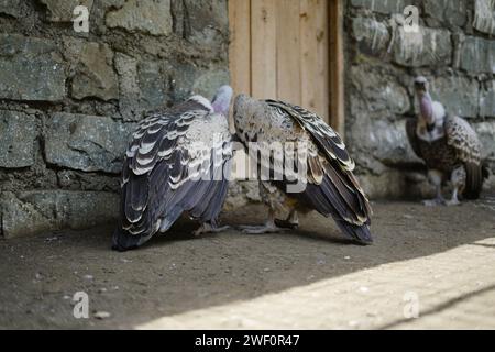 Nakuru, Kenia. Januar 2024. Die Geier von Gefangener Rüppell sind im Naivasha Raptor Centre zu sehen. Das Zentrum ist spezialisiert auf die Rettung und Rehabilitation von Greifvögeln und die Sensibilisierung für die entscheidende Notwendigkeit, diese bedrohten Vögel zu schützen. (Foto: James Wakibia/SOPA Images/SIPA USA) Credit: SIPA USA/Alamy Live News Stockfoto