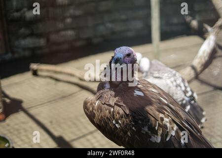 Nakuru, Kenia. Januar 2024. Die Geier von Gefangener Rüppell sind im Naivasha Raptor Centre zu sehen. Das Zentrum ist spezialisiert auf die Rettung und Rehabilitation von Greifvögeln und die Sensibilisierung für die entscheidende Notwendigkeit, diese bedrohten Vögel zu schützen. (Foto: James Wakibia/SOPA Images/SIPA USA) Credit: SIPA USA/Alamy Live News Stockfoto