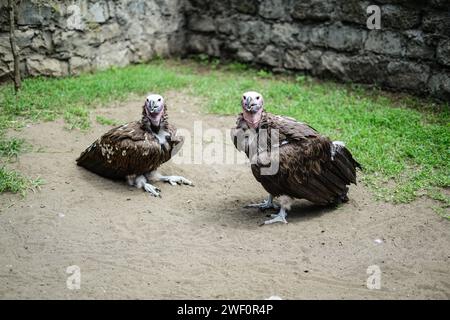 Nakuru, Kenia. Januar 2024. Die Geier von Gefangener Rüppell sind im Naivasha Raptor Centre zu sehen. Das Zentrum ist spezialisiert auf die Rettung und Rehabilitation von Greifvögeln und die Sensibilisierung für die entscheidende Notwendigkeit, diese bedrohten Vögel zu schützen. (Foto: James Wakibia/SOPA Images/SIPA USA) Credit: SIPA USA/Alamy Live News Stockfoto