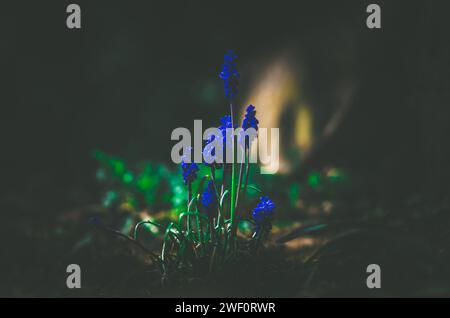 Frühlingsblaue Blumen, dramatische Szene, Kontrast Stockfoto