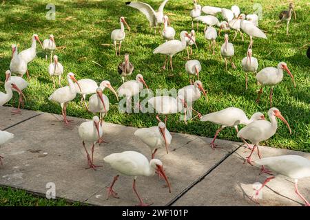 Park of Miami University in Miami, Florida: Weiße amerikanische Ibisse. Der amerikanische weiße ibis ist eine Vogelart der ibis Familie Threskiornithidae. Stockfoto