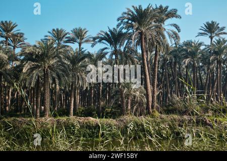 Dahshur, Ägypten - 2. Januar 2024: Palmenhain in Dahshur Stockfoto