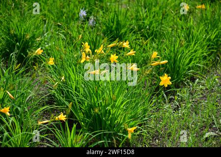 Gelber Tag, sein wissenschaftlicher Name ist Hemerocallis. Blüten im Garten. Stockfoto