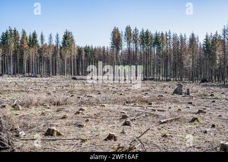 Hacked Woodland Tote Forest Pinetree Plantage Deutschland pflanzte Laubbäume unter Schutz. Stockfoto