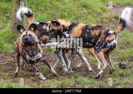 Afrikanische Wildhunde Stockfoto