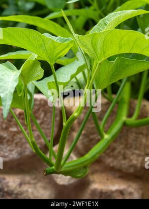 Kangkong Wasserspinat, grünes Blattgemüse, hängt über einer Felsmauer Stockfoto