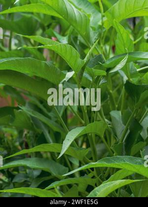 Kangkong Wasserspinat, grünes Blattgemüse Stockfoto