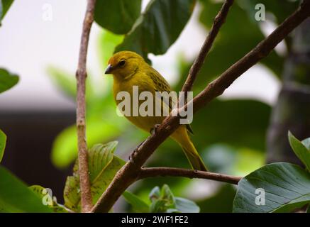 Canarinhos (Sicalis flaveola) Stockfoto