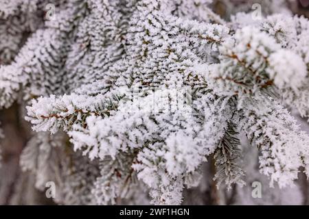 Schneebedeckte Nadeln vom Weihnachtsbaum im Winter während der kalten Weihnachtszeit Stockfoto