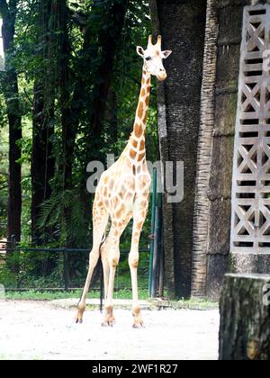 Wunderschöne Giraffen Tiere im Ragunan Zoo Jakarta, Indonesien Stockfoto