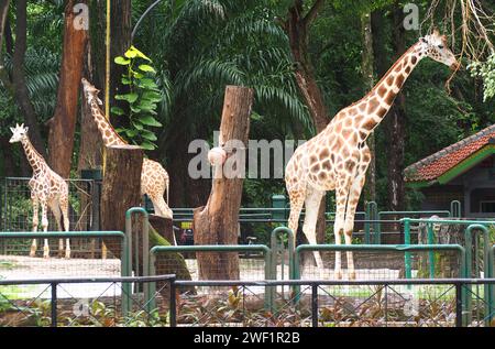 Wunderschöne Giraffen Tiere im Ragunan Zoo Jakarta, Indonesien Stockfoto