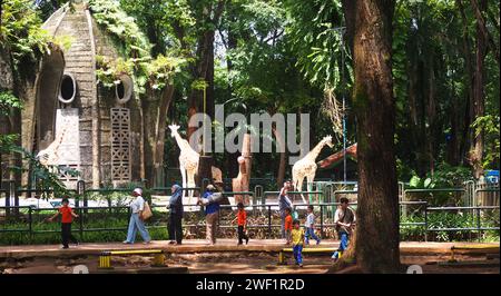 Wunderschöne Giraffen Tiere im Ragunan Zoo Jakarta, Indonesien Stockfoto