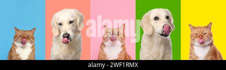 Niedlicher Labrador Retriever und Katze mit Zungen, Sammlung von Fotos auf verschiedenen farbigen Hintergründen Stockfoto