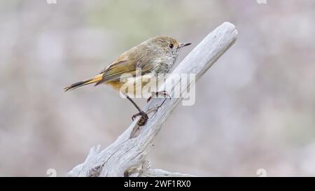 Ein brauner Dornbill (Acanthiza pusilla), der auf einem Stock im trockenen Wald am Cascade Track in Hobart, Tasmanien, Australien, thront Stockfoto