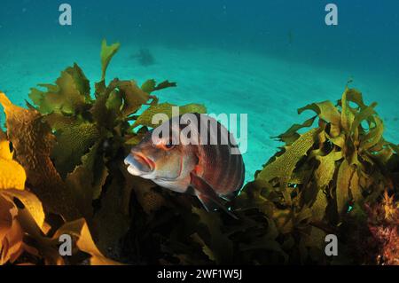 Detail des gebänderten Morwong Cheilodactylus spectabilis unter den Fronden von Brauntang Ecklonia radiata. Ort: Leigh Neuseeland Stockfoto