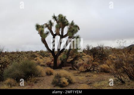 Wüste nach dem Regen, Mohave County, Arizona, Mohave Desert Stockfoto