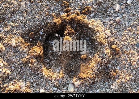 Hufabdrücke im Wüstensand Stockfoto