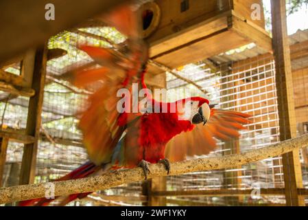 Scharlachrote Aras (Ara macao) aus der Nähe, Copan, Honduras Stockfoto