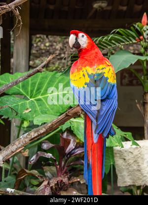 Scharlachrote Aras (Ara macao) aus der Nähe, Copan, Honduras Stockfoto