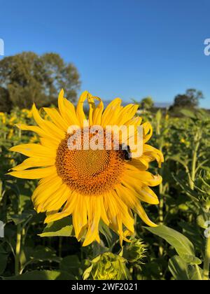Eine große blühende Sonnenblume an einem sonnigen Tag mit klarem blauem Himmel in einem Feld von Sonnenblumen, mit einer Hummel, die Pollen sammelt. Stockfoto