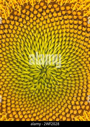 Nahaufnahme einer großen gelben Sonnenblume mit Pollentropfen. Stockfoto