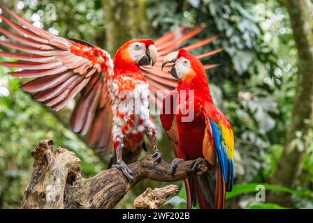 Paar scharlachrote Aras (Ara macao) aus der Nähe, Copan, Honduras Stockfoto