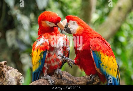 Paar scharlachrote Aras (Ara macao) aus der Nähe, Copan, Honduras Stockfoto