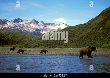 Braunbären, Ursus Arctos, Grizzlybär, Ursus Horribils, Sau mit Jungen, Lachsfischen, Katmai Nationalpark, Alaska Halbinsel Stockfoto