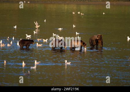 Braunbär, Ursus Arctos, Grizzlybär, Ursus Horribils, Sau mit Jungen, die auf rosa Lachs fischen, Katmai Nationalpark, Alaska Stockfoto